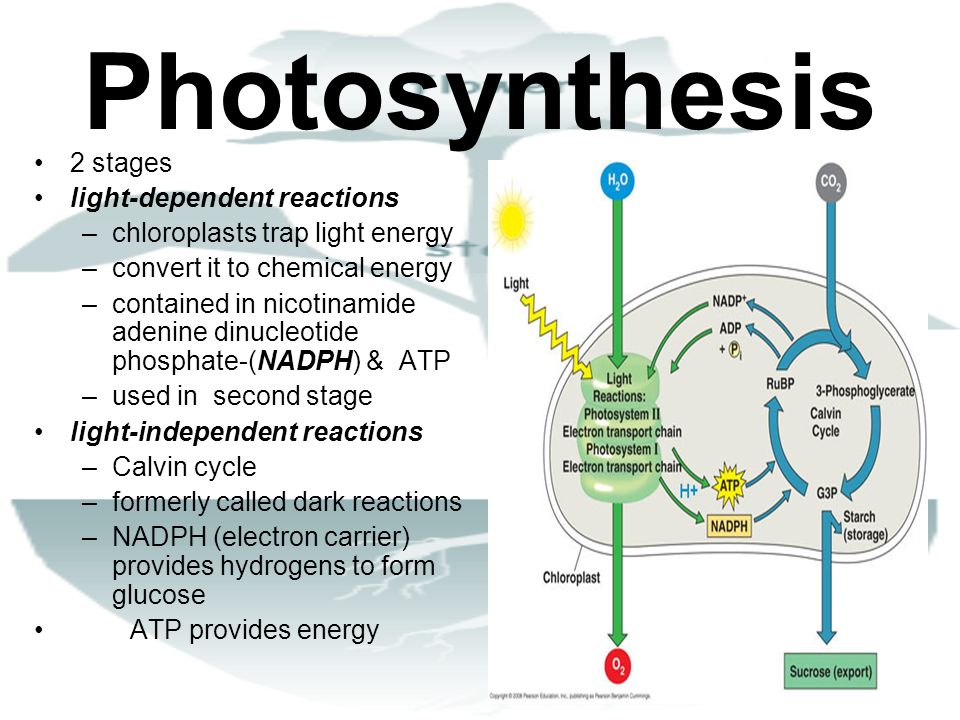 The two stages of photosynthesis